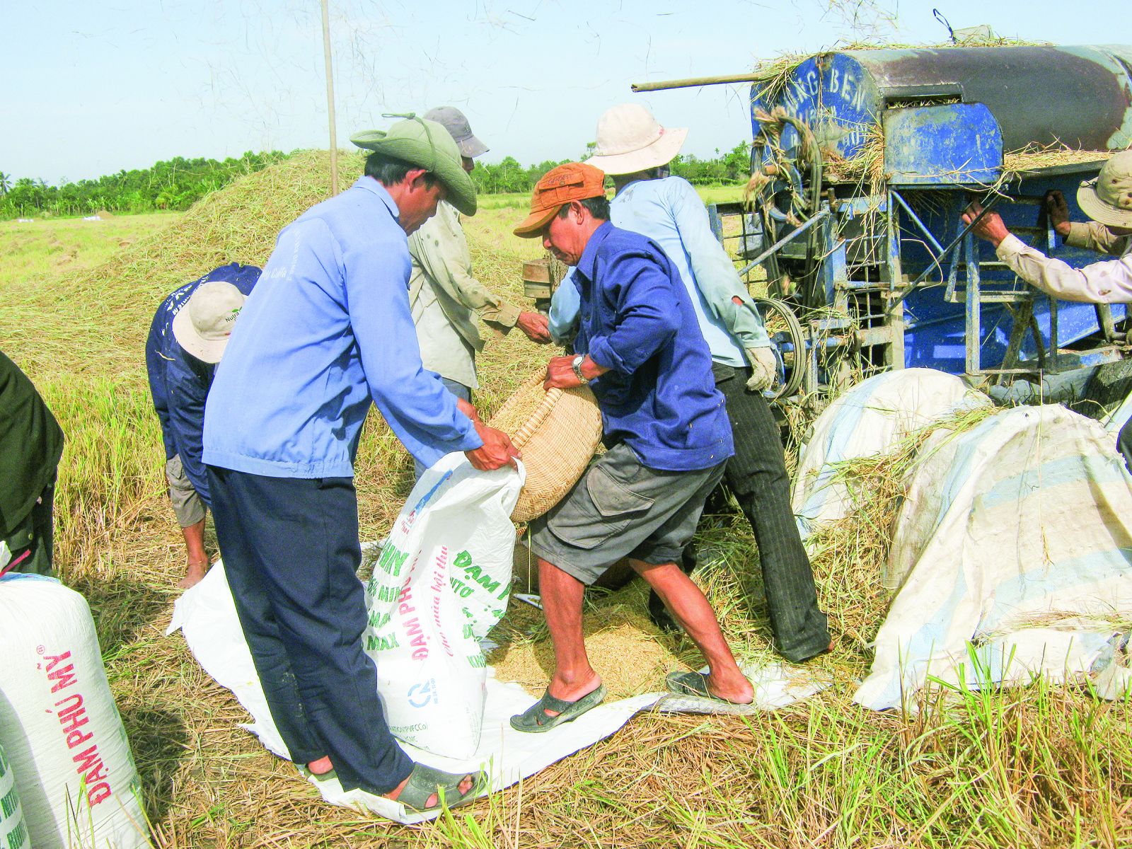Nông dân trồng lúa ở ĐBSCL luôn chịu nhiều rủi ro do tác động của biến đổi khí hậu làm ảnh hưởng đến năng suất, lợi nhuận. Ảnh: M. HUYỀN