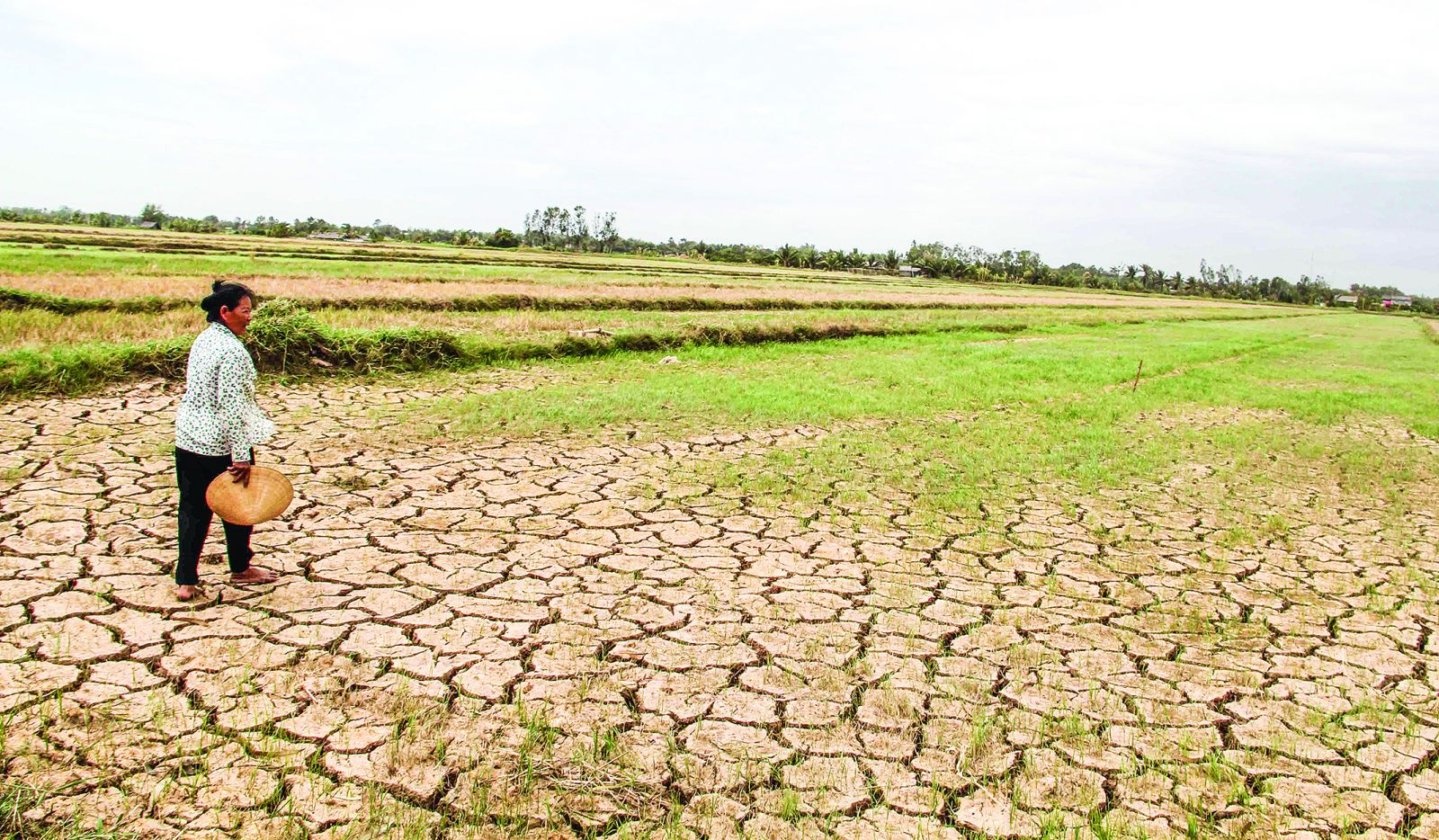 Nông dân vùng ĐBSCL dễ rơi vào tình trạng tái nghèo do tác động của biến đổi khí hậu. Trong ảnh: Tình trạng khô hạn diễn ra ở nhiều địa phương tại ĐBSCL vào mùa khô năm 2016 làm ảnh hưởng đến sản xuất và sinh kế của người dân. Ảnh: CTV