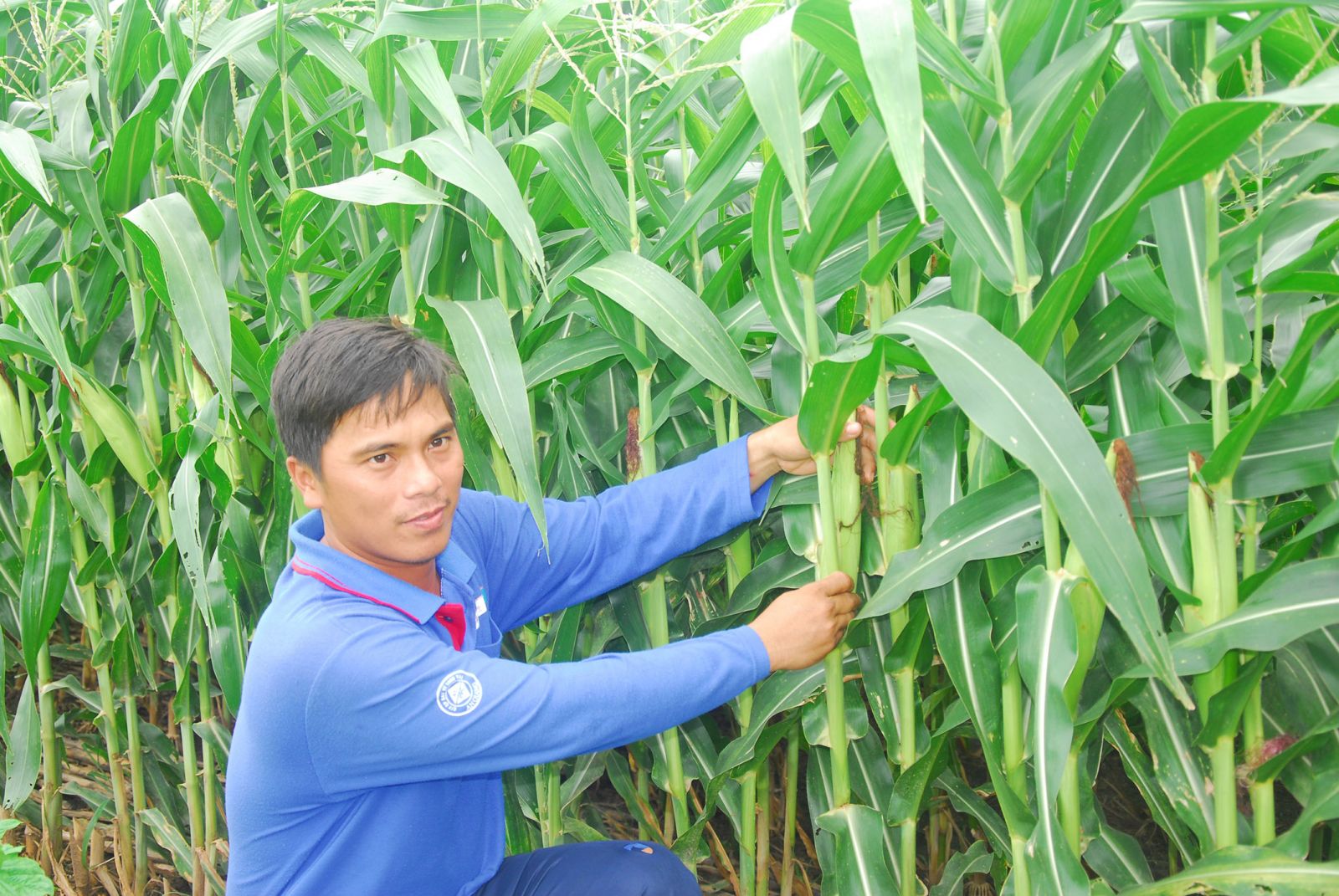 Bắp biến đổi gien được trồng tại huyện An Phú, tỉnh An Giang.