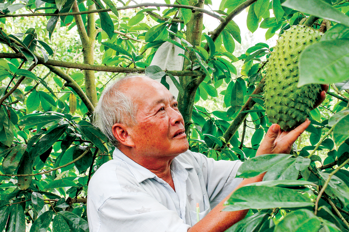 Nông dân “đổi đời” nhờ trồng mãng cầu