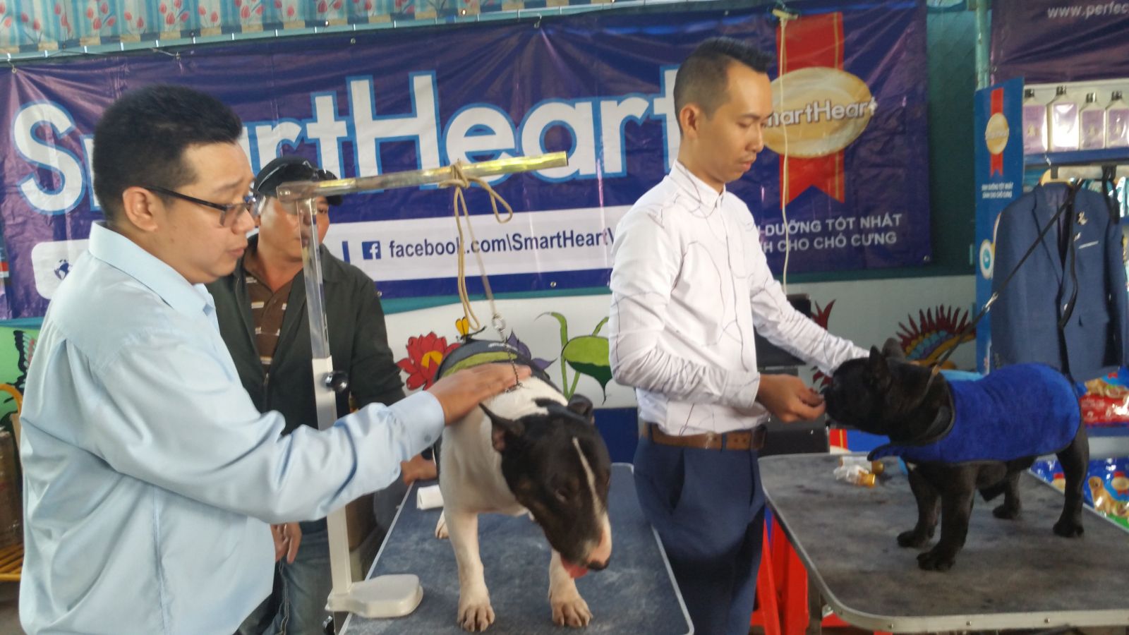 Lần đầu tiên tổ chức hội thi chó đẹp tại ĐBSCL