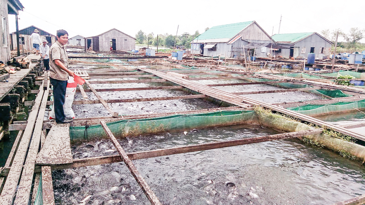 Mô hình nuôi cá thác lác cườm đạt hiệu quả cao của ông Lý Văn Bon tại khu vực cồn Sơn, quận Bình Thủy.