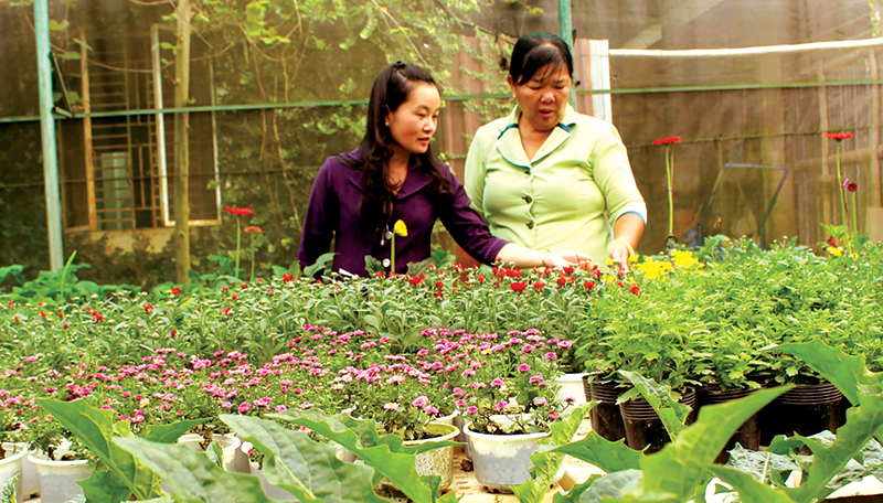 Sản xuất hoa trong nhà màng tại Làng hoa Phó Thọ - Bà Bộ, quận Bình Thủy. Ảnh: MINH HUYỀN
