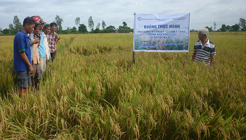 Nông dân trên địa bàn TP Cần Thơ canh tác lúa ứng dụng kỹ thuật “3 giảm 3 tăng”, tiết kiệm nước, nâng cao hiệu quả trong sản xuất. Ảnh: HÀ VĂN