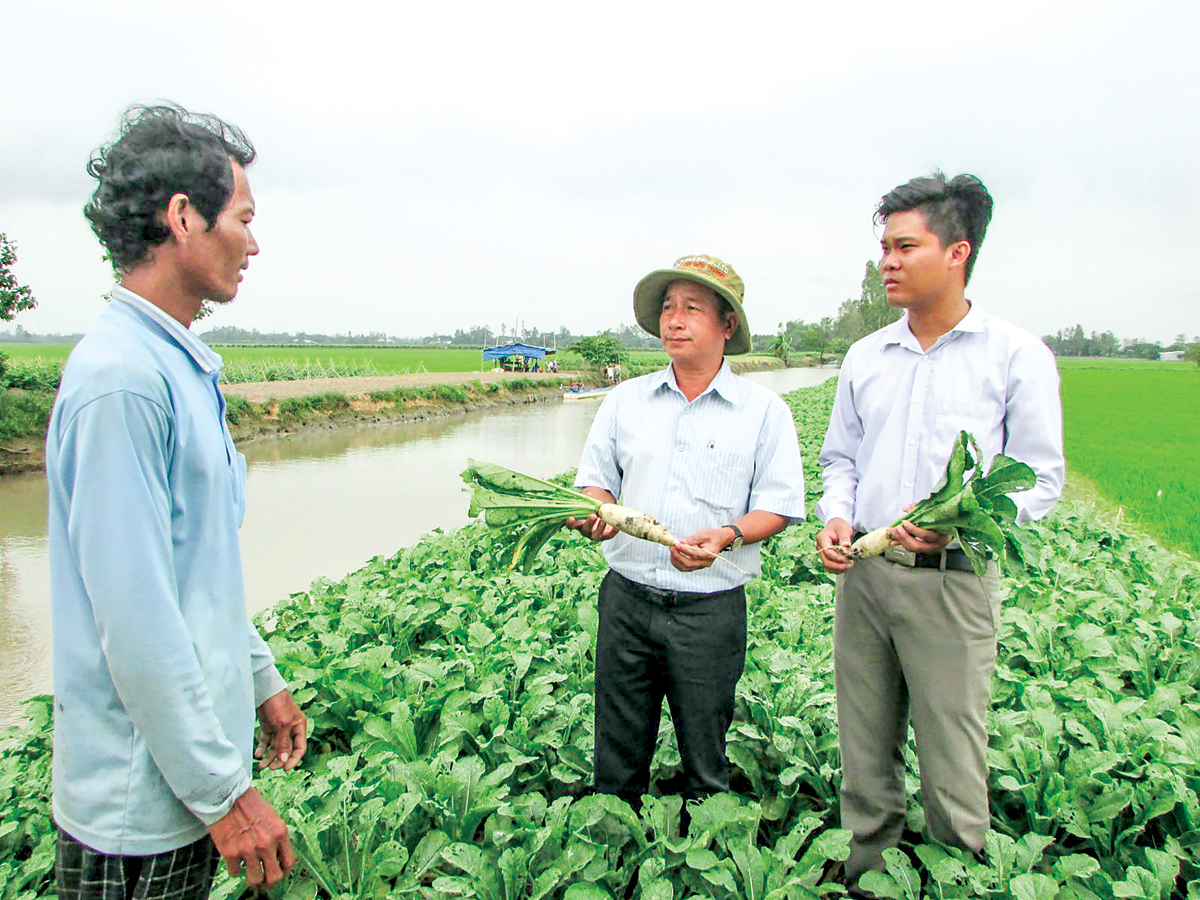 Mô hình trồng củ cải trắng của anh Đặng Hồng Sơn.