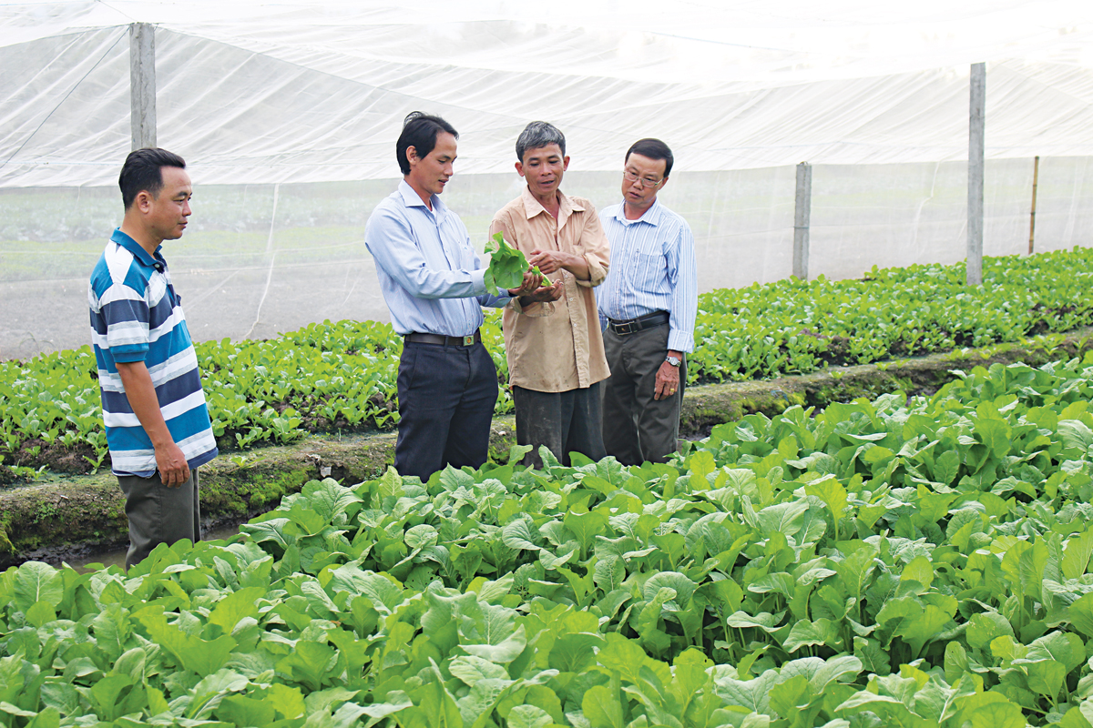 Cán bộ Hội Nông dân quận Cái Răng và phường Hưng Thạnh tham quan mô hình trồng rau màu sạch của hộ ông Phạm Văn Lắm, thành viên tổ hợp tác. Ảnh: NGUYỄN CHẨN