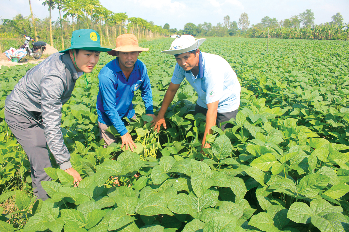Sản xuất đậu nành rau trên nền đất lúa tại HTX NN Thân Thiện. 