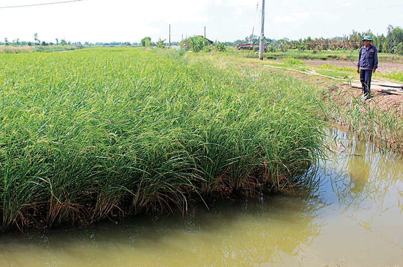 Mô hình lúa mùa - cá kèo sinh thái, sản xuất đảm bảo môi trường ở huyện Thạnh Phú, tỉnh Bến Tre.