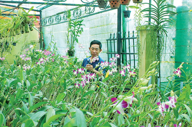 Mô hình trồng hoa lan của anh Văn Duy Phú hoa nở khoe sắc xuân.