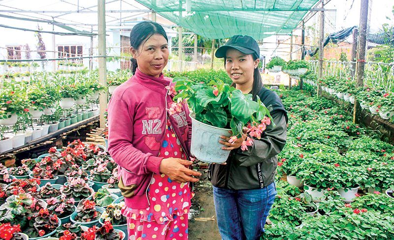 Trồng hoa kiểng tại Hợp tác xã hoa kiểng Bình An, quận Bình Thủy, TP Cần Thơ. Ảnh: KHÁNH TRUNG