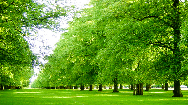 Một công viên xanh mát tại Luân Đôn.