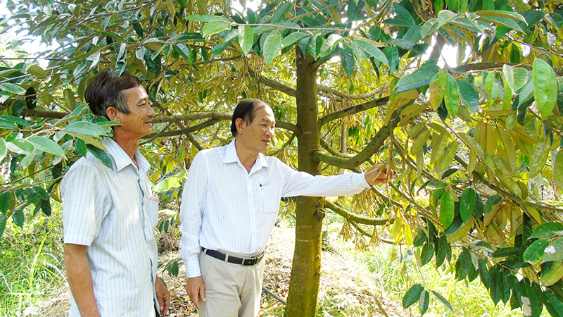 Cán bộ Hội Nông dân thị trấn Phong Điền (bên phải) thăm mô hình trồng sầu riêng của hội viên. Ảnh: THANH THY