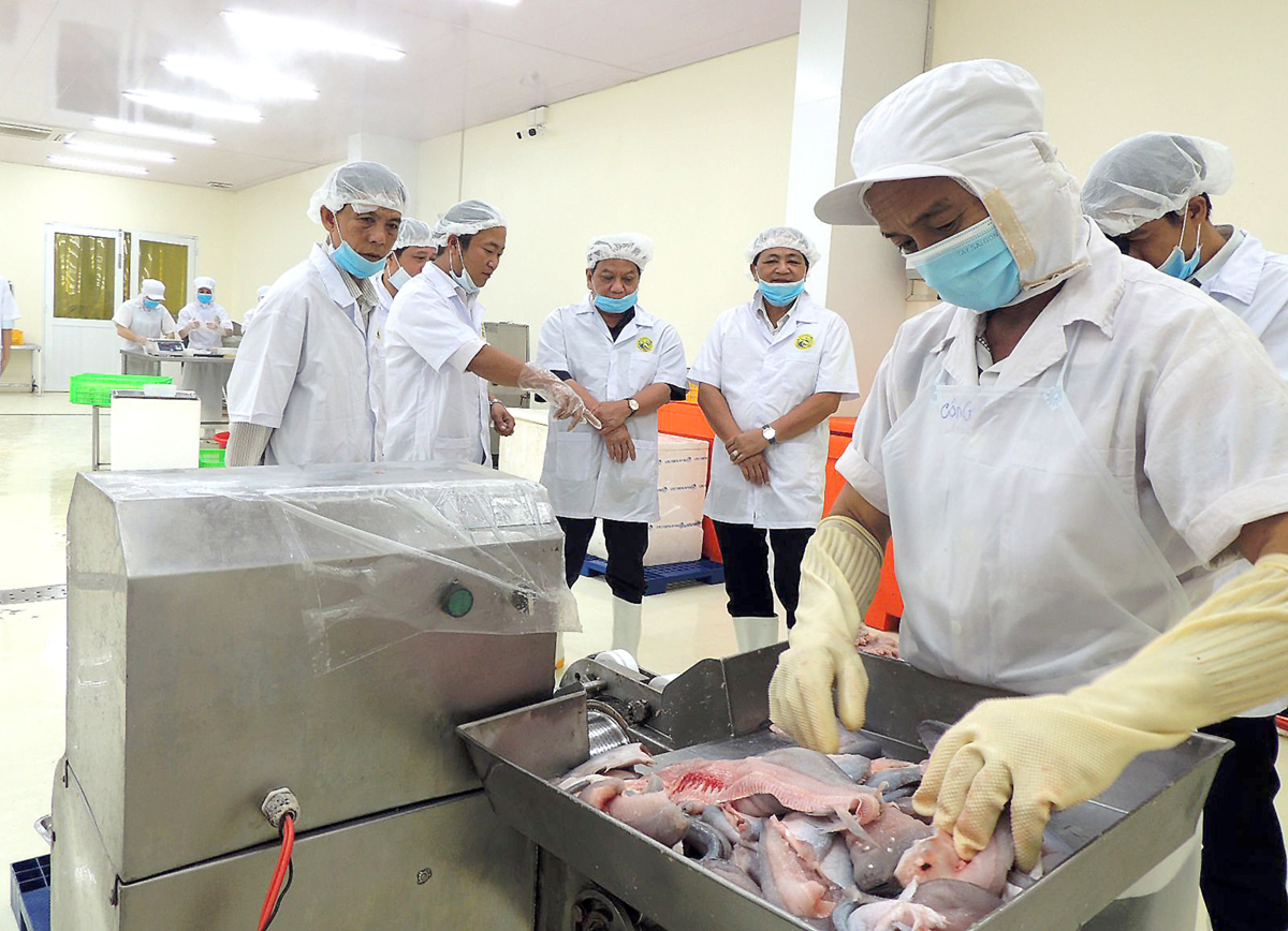Lãnh đạo thành phố tham quan các công đoạn chế biến cá thát lát xuất khẩu tại Công ty TNHH MTV Phạm Nghĩa T&N.