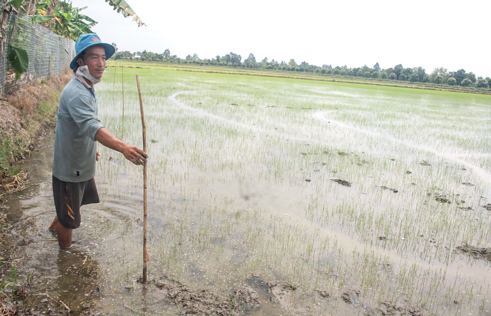 Vụ hè thu 2018, anh Phạm Văn Rem  và các hộ dân canh tác trên cánh đồng này (ở phường Tân Hưng-quận Thốt Nốt) đều đã xuống giống gieo sạ lúa chứ không trồng mè. Ảnh: KHÁNH TRUNG