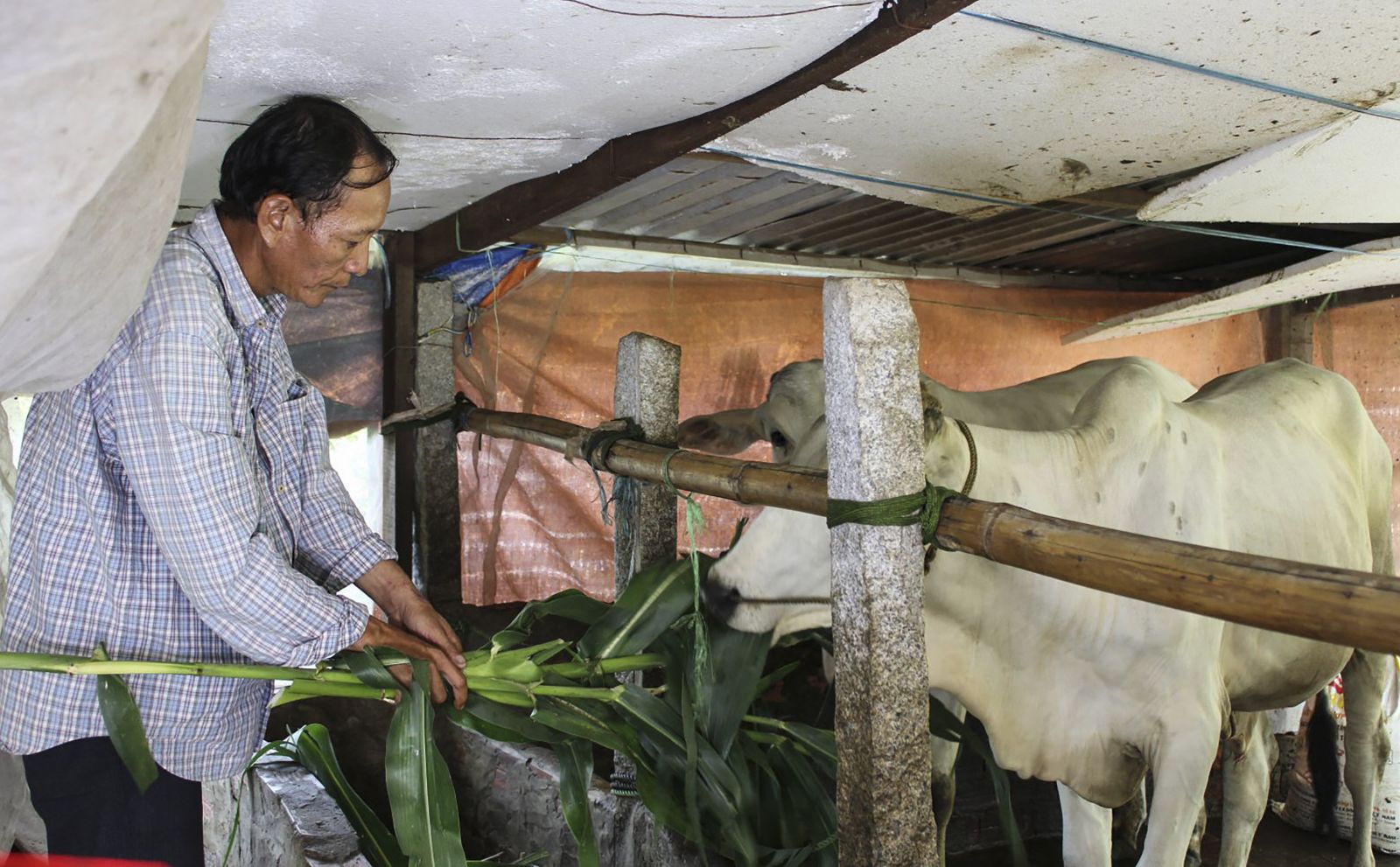 Anh Tô Văn Cọp chăm sóc đàn bò. Ảnh: PHAN TẠI