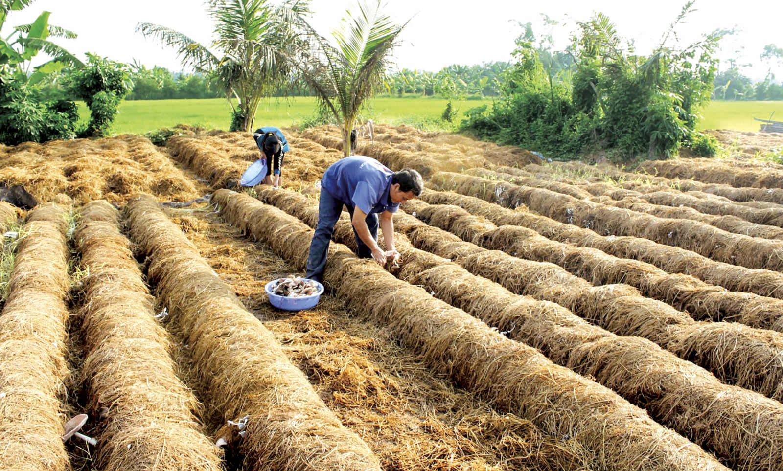 Tận dụng rơm rạ và các khoảng đất trống để chất nấm rơm tại phường Thới An Đông, quận Bình Thủy, TP Cần Thơ. Ảnh: KHÁNH TRUNG