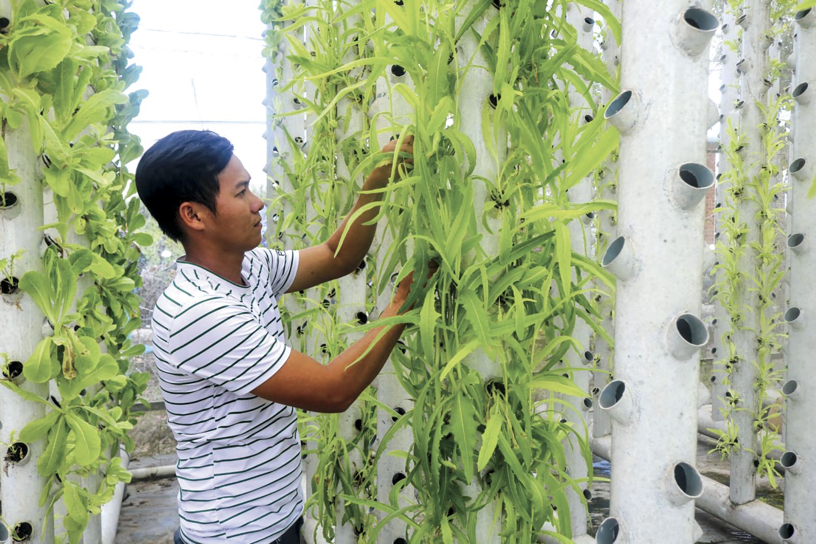 Anh Quảng Trọng Phát, Chủ trang trại rau sạch Việt ở phường Thường Thạnh, quận Cái Răng đang chăm sóc vườn rau được trồng theo hướng thủy canh. Ảnh: M.HOA