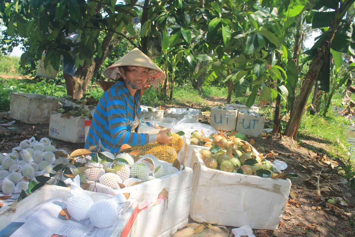Vùng ĐBSCL trù phú đang đối mặt với những thách thức lớn từ sự suy kiệt nguồn tài nguyên nước sông Mekong tác động đến lợi thế phát triển nông nghiệp của vùng. Trong ảnh: Nhà vườn huyện Phong Điền đang thu hoạch vú sữa. Ảnh: VĂN CỘNG 