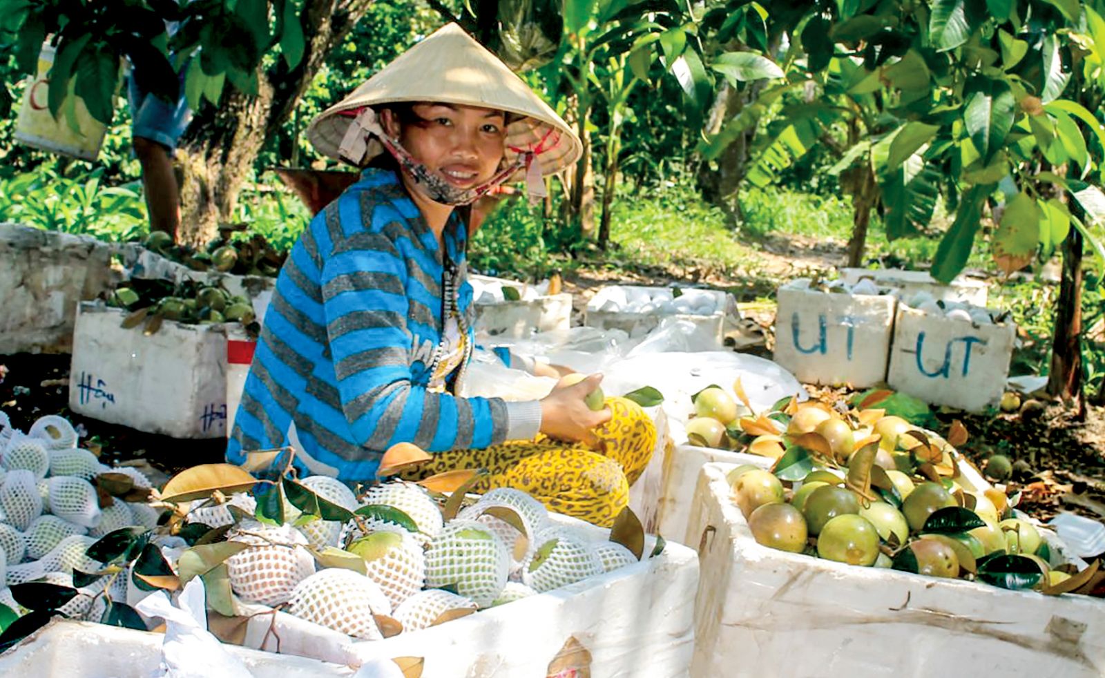 Thu hoạch trái cây tại một hộ dân ở huyện Phong Điền, TP Cần Thơ. Ảnh: KHÁNH TRUNG