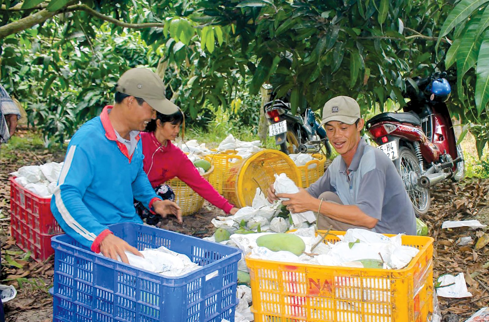 Thương lái thu mua xoài Đài Loan tại vườn của một hộ dân ở xã Trường Thành, huyện Thới Lai, TP Cần Thơ. Ảnh: KHÁNH TRUNG