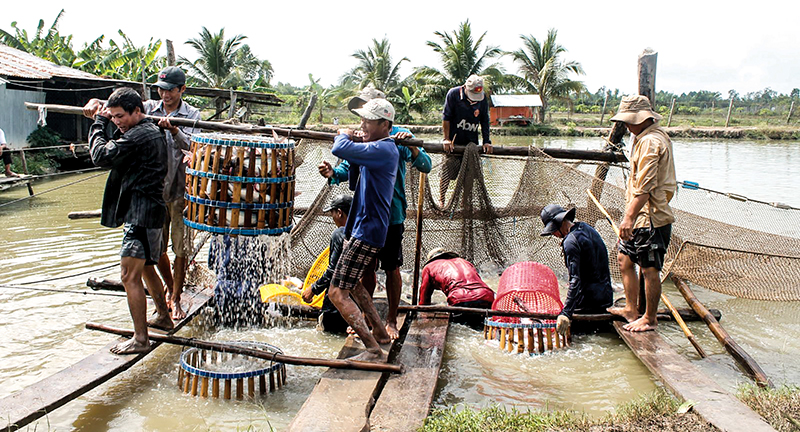 Thu hoạch cá tra nguyên liệu phục vụ xuất khẩu tại quận Thốt Nốt, TP Cần Thơ. Ảnh: KHÁNH TRUNG