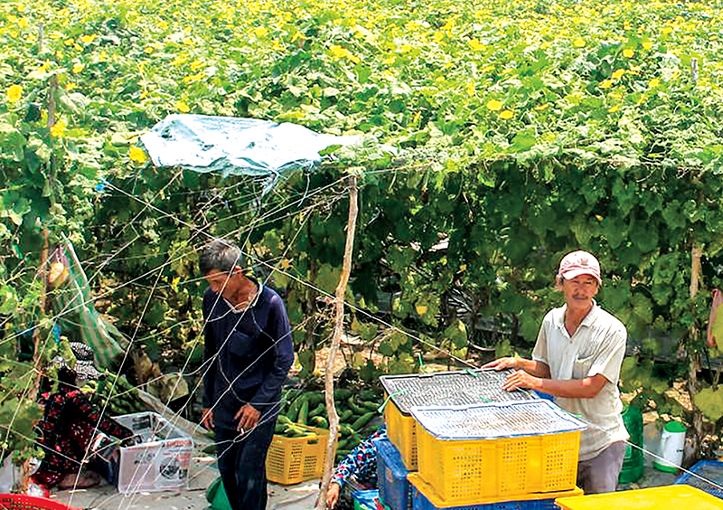 Nông dân tại TP Cần Thơ hiện có khả năng sản xuất và cung ứng nhiều loại rau màu với số lượng lớn cho thị trường (Trong ảnh: Thu hoạch mướp hương  tại một hộ dân ở quận Thốt Nốt). Ảnh: KHÁNH TRUNG