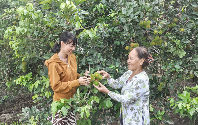 Bà Nguyễn Ngọc Tư, người dân khu vực Thạnh Phú (bên phải) cải tạo 5 công vườn trồng chôm chôm Thái, huê lợi mỗi năm trên 70 triệu đồng. Ảnh: ANH DŨNG