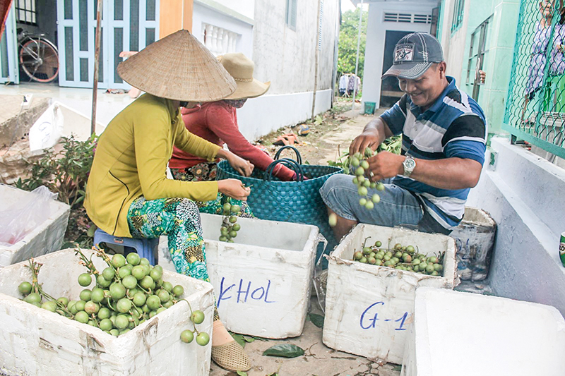 Tiểu thương thu mua dâu xanh tại một hộ dân ở xã Nhơn Ái, huyện Phong Điền, TP Cần Thơ. Ảnh: KHÁNH TRUNG