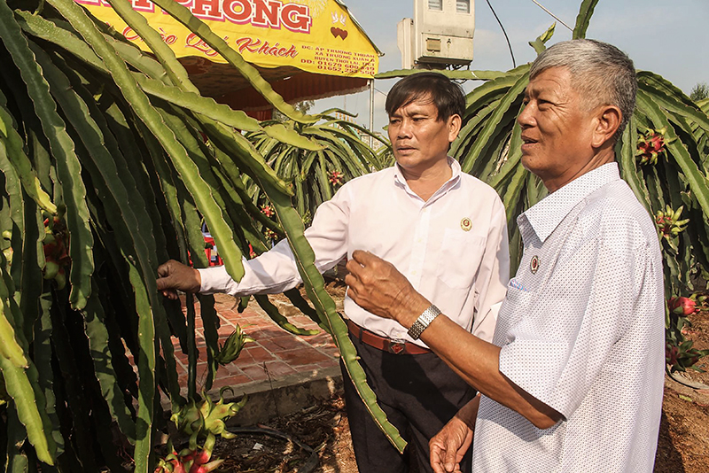 CCB Nguyễn Văn Oanh (trái) làm giàu với mô hình trồng thanh long ruột đỏ. Ảnh: PHẠM TRUNG