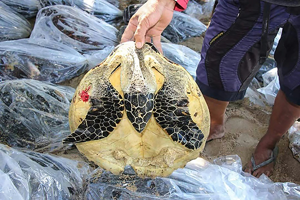 Rùa biển, một trong những động vật thường được rao bán trên thị trường chợ đen. Ảnh: AFP