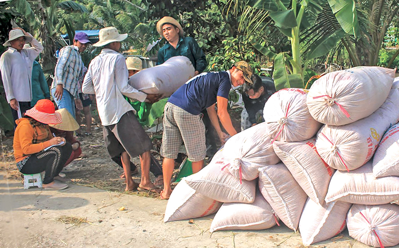 Giá lúa gạo tại TP Cần Thơ và các tỉnh ĐBSCL đang duy trì ở mức khá cao, nông dân khá phấn khởi. Ảnh: KHÁNH TRUNG