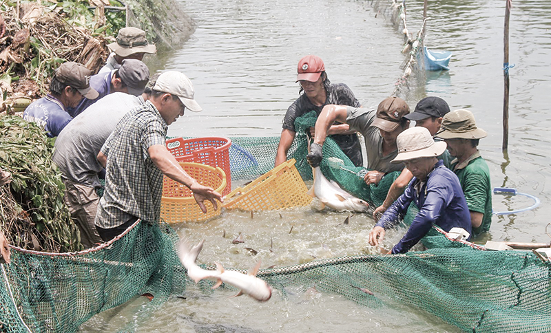 Thu hoạch cá tra thịt tại một ao nuôi ở quận Ô Môn, TP Cần Thơ. Ảnh: KHÁNH TRUNG
