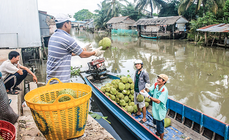 Thương lái thu mua sầu riêng của nông dân tại huyện Thới Lai, TP Cần Thơ. Ảnh: KHÁNH TRUNG