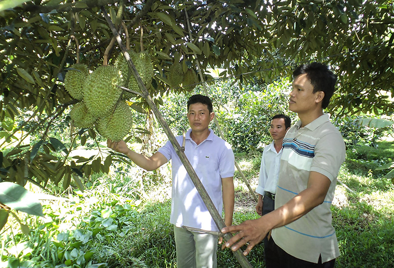 Các thành viên tổ hợp tác sầu riêng Tân Thới tham quan vườn sâu riêng của anh Lê Hoàng Thông. Ảnh:QT