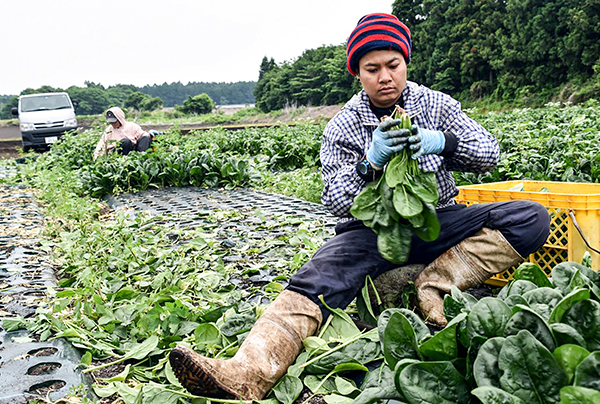 Công nhân Thái Lan làm việc tại một nông trại ở Nhật Bản. Ảnh: Reuters