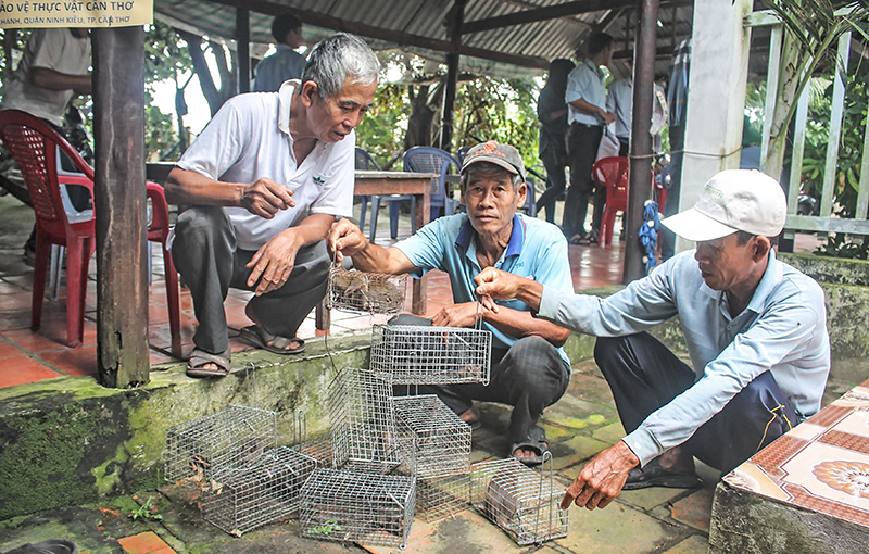 Nông dân tại quận Thốt Nốt, TP Cần Thơ trao đổi kinh nghiệm đặt bẫy lồng để bắt chuột. Ảnh: VĂN CỘNG