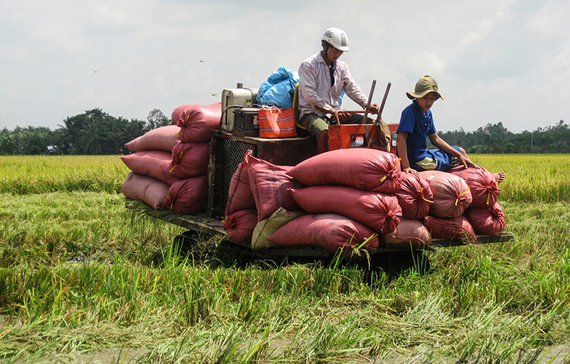 Thu hoạch lúa bằng máy gặt đập liên hợp tại huyện Vĩnh Thạnh. Ảnh: M.T