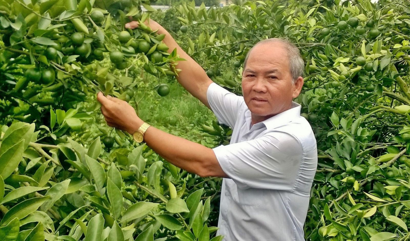 Những nông dân dám nghĩ, dám làm