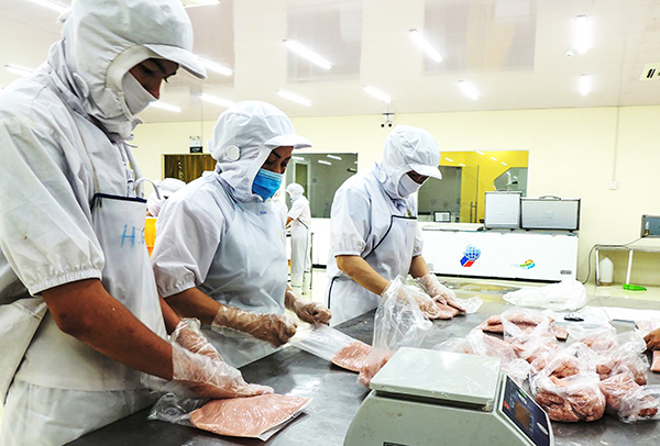 Sản phẩm cá thát lát của Công ty TNHH MTV Phạm Nghĩa T&N là một trong những sản phẩm được chứng nhận chuỗi cung ứng thực phẩm an toàn. Ảnh: MỸ THANH