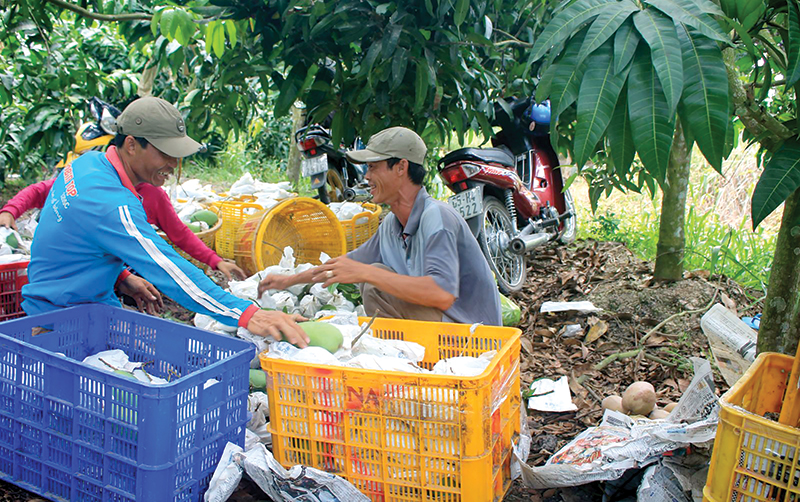 Thu hoạch trái cây tại một hộ dân ở xã Trường Thành, huyện Thới Lai. Ảnh: KHÁNH TRUNG