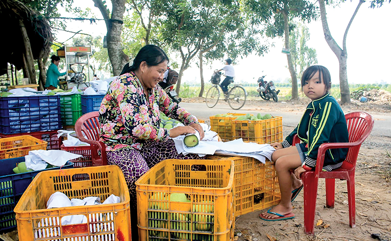 Tiểu thương thu mua xoài của người dân tại xã Thới Hưng, huyện Cờ Đỏ, TP Cần Thơ.  Ảnh: KHÁNH TRUNG