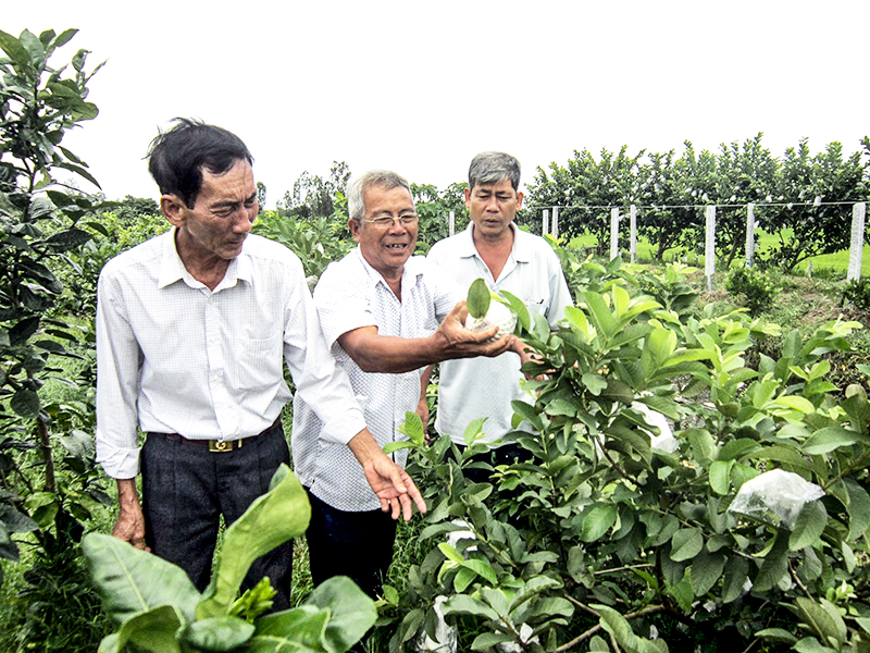 Ông Nguyễn Văn Tâm (đứng giữa) giới thiệu mô hình trồng ổi cho hiệu quả kinh tế cao. Ảnh: SƠN THỦY