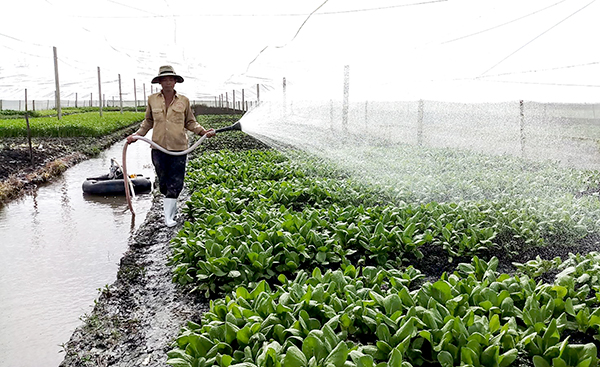 Sản xuất rau an toàn tại Tổ hợp tác Rau an toàn phường Hưng Thạnh. Ảnh: MỸ THANH