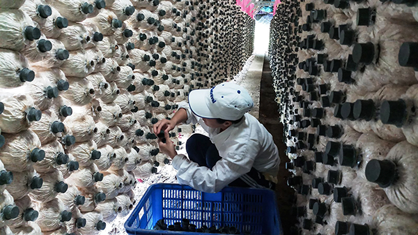 Kết nối sản xuất và tiêu thụ nông sản sạch, an toàn Sản xuất nấm bào ngư tại Trang trại Nấm sạch Thami. Ảnh: MỸ THANH