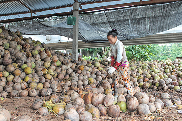 Nông dân Bến Tre đang gặp nhiều khó khăn vì giá dừa khô chỉ còn khoảng 2.000 đồng/trái, trong khi dừa tươi bán lẻ tại nhiều địa phương trong nước đang có giá hơn 10.000 đồng/trái. Ảnh: KHÁNH TRUNG