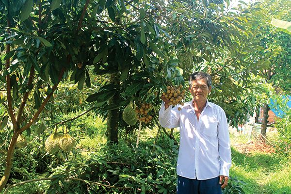 Mô hình trồng sầu riêng kết hợp nhãn Ido giúp mang lại hiệu quả cao của một hộ dân ở xã Tân Thới, huyện Phong Điền, TP Cần Thơ. Ảnh: KHÁNH TRUNG