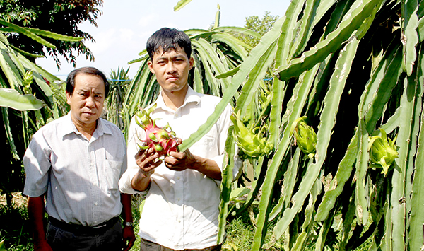 Ông Danh (bên phải) biết cách xử lý cho thanh long ra trái nghịch vụ nên bán được giá cao, thu nhập ổn định. Ảnh: K.V