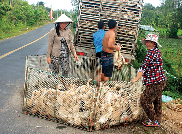Tiểu thương mua vịt của người dân ở huyện Thới Lai, TP Cần Thơ. Ảnh: KHÁNH TRUNG