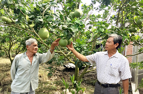 Thông qua việc chuyển đổi cơ cấu cây trồng, đời sống kinh tế bà con trên địa bàn xã Thới Tân từng bước được cải thiện, phát triển. Ảnh: HỒNG VÂN