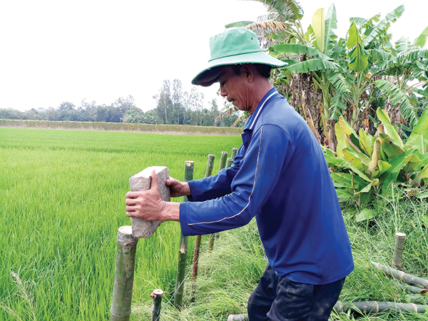 Nông dân huyện Vĩnh Thạnh đóng cừ, gia cố đê bao bảo vệ lúa thu đông khi nước lũ về. Ảnh: HÀ VĂN